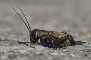 el-grillo-cricket